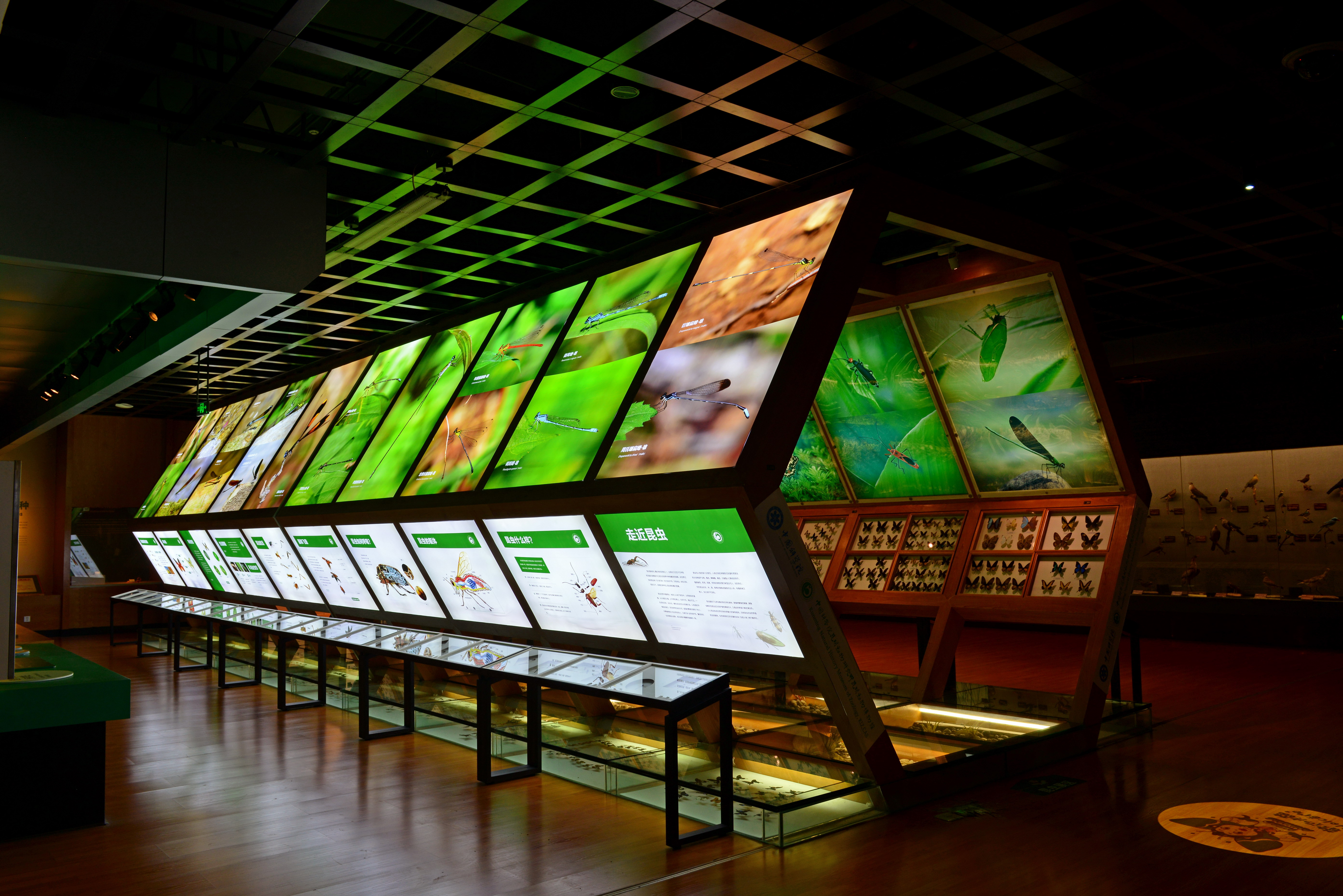 昆明动物博物馆展示馆-昆虫展区-马晓锋.JPG